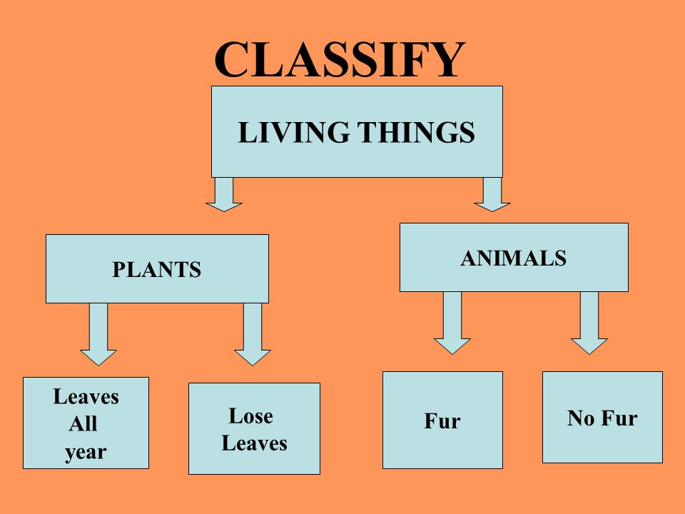 classification of living things essay