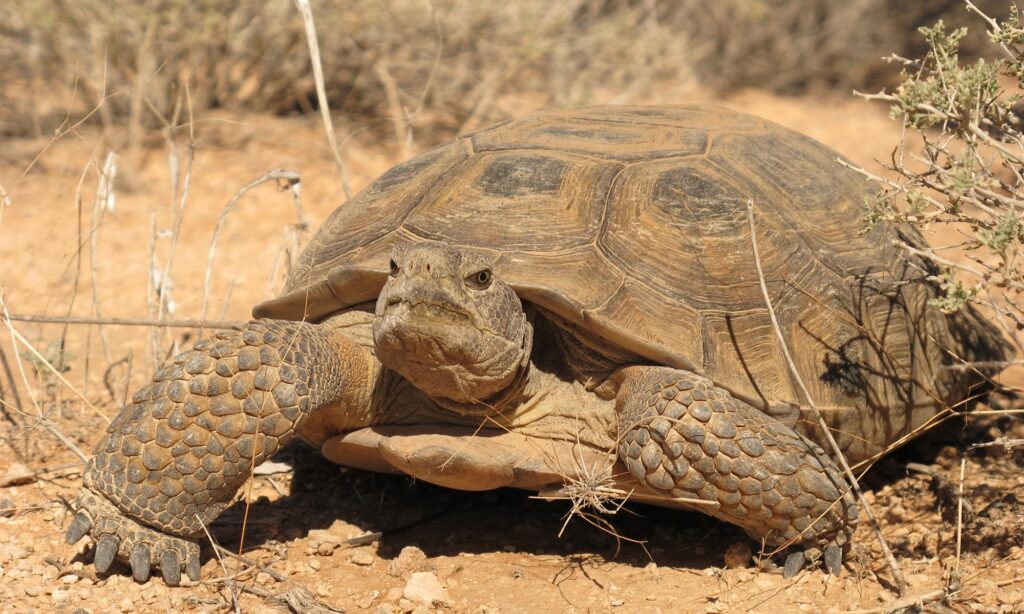 How to Feed Gopher Tortoises - PetsNotebook