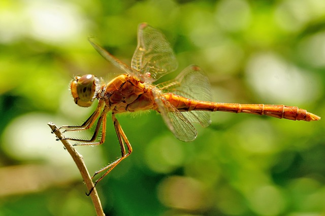 how-do-insects-breathe-petsnotebook