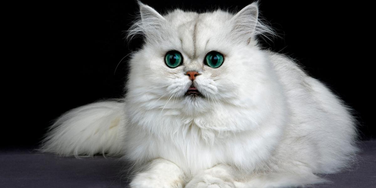 How Is A Persian Cat Petsnotebook
