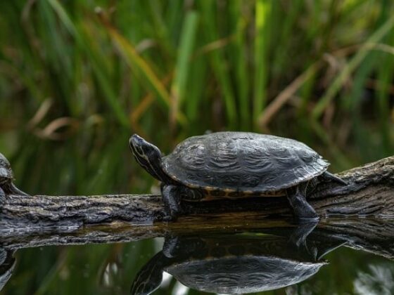 What Do Land Turtles Eat? - PetsNotebook