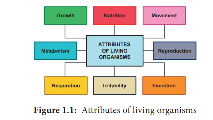 characteristics of living beings essay