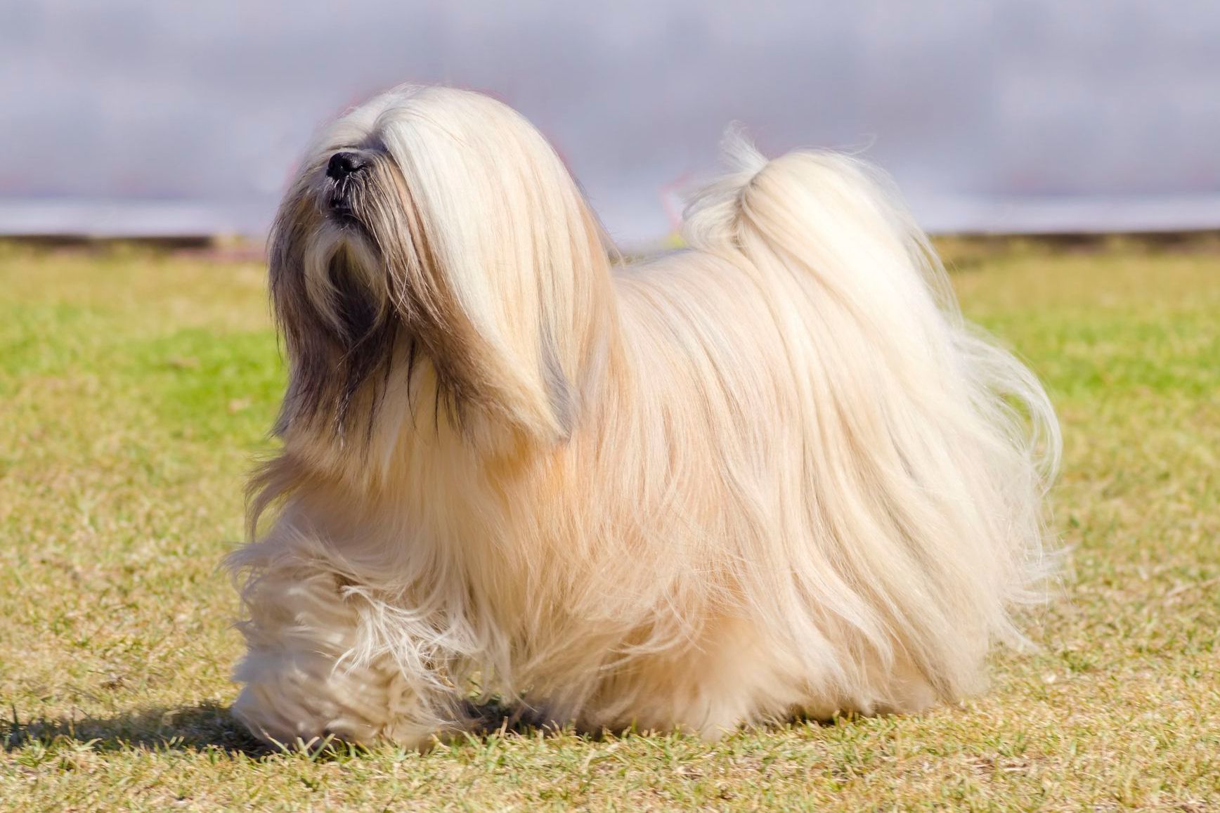 Lhasa Apso Dog Breed Profile 1117978 Caf1478b5ee8489997d75f3c97463f16 