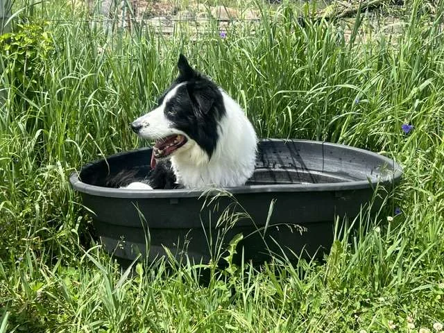Beyond the Daisies: Unmasking the Reality of Professional Dog Training