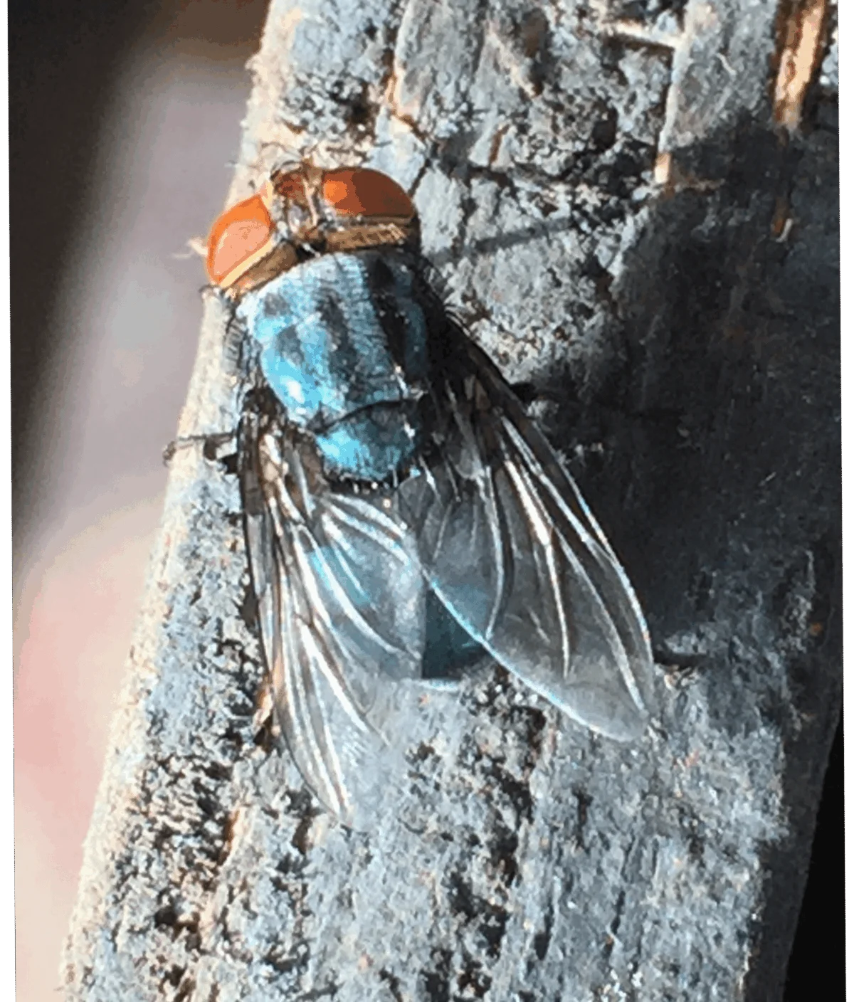 Emerging Crisis: New World Screwworm Outbreak Triggers International Trade Restrictions and Biosecurity Alert