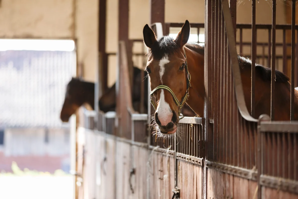 Equine Influenza Outbreak Reported in Wisconsin: Two Confirmed Cases Spark Biosecurity Warnings