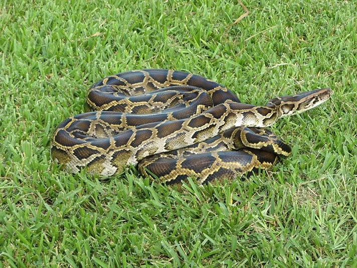 Hidden Threats: Comprehensive Health Assessment Reveals Pathogen Load in Southeastern U.S. Snake Populations