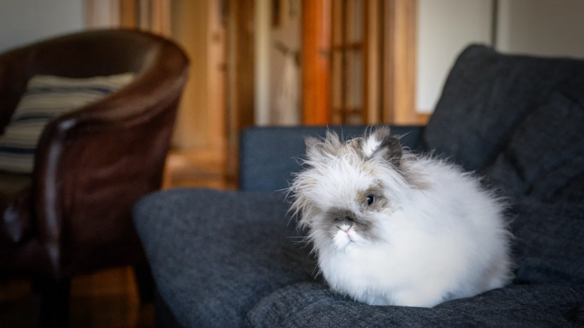The Cost of Cuteness: Unveiling the Hidden Realities of Lionhead Rabbit Ownership