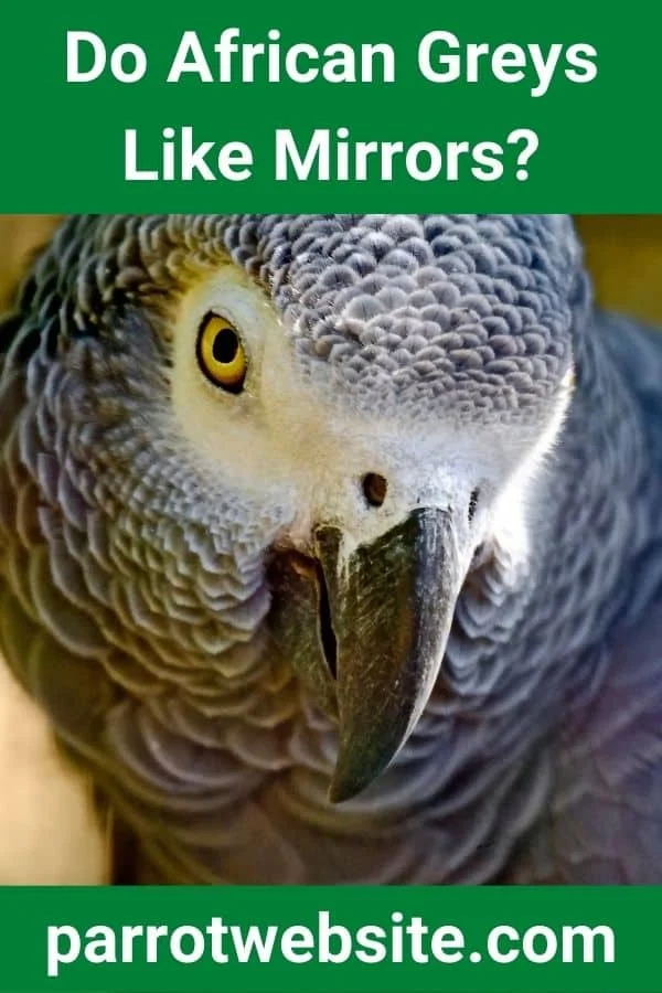 The Mirror Dilemma: Navigating the Complex Relationship Between African Greys and Reflective Surfaces