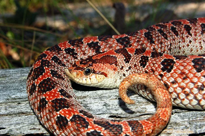 Conservation Crossroads: USFWS Reopens Public Dialogue on the Status of the Southern Hognose Snake