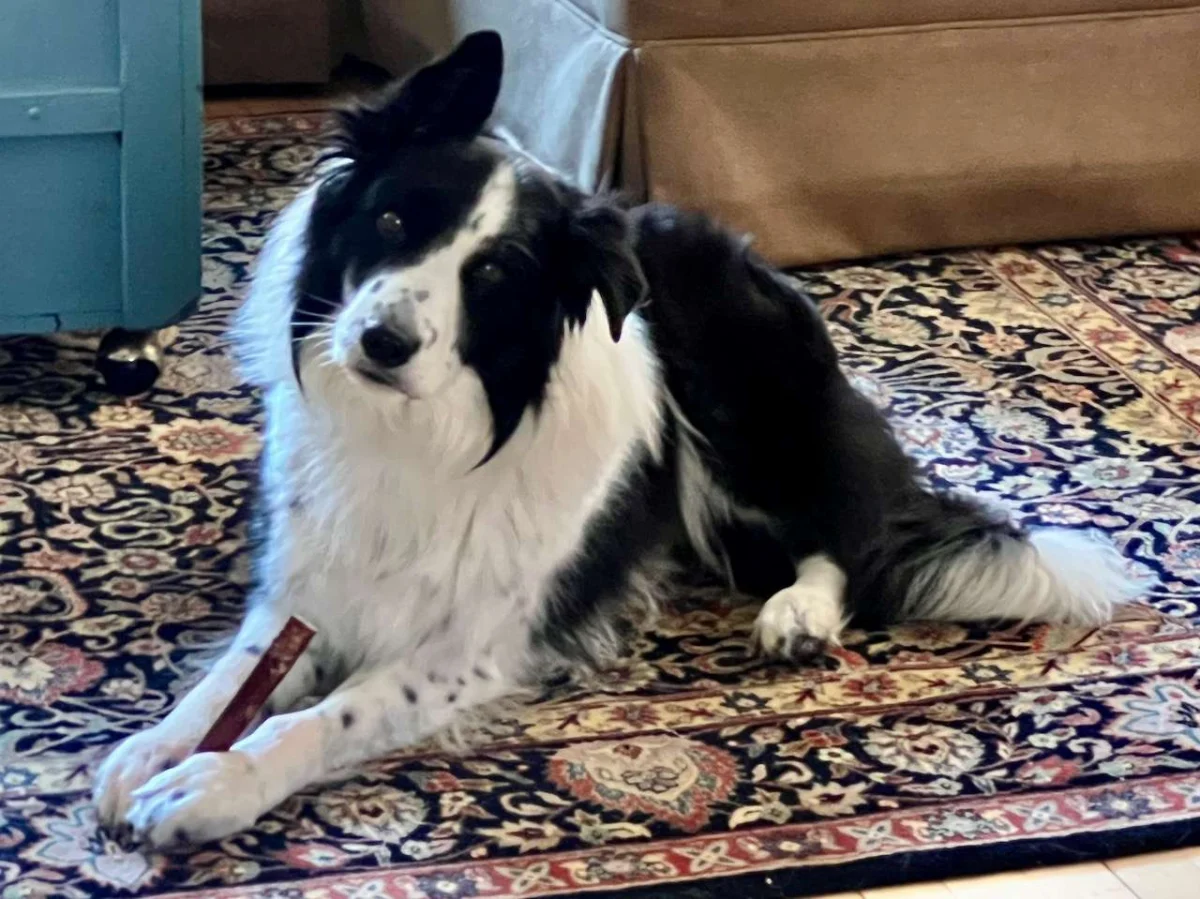 Embracing Imperfection: Dog Training, Resilience, and the Lessons of National Dog Training Month