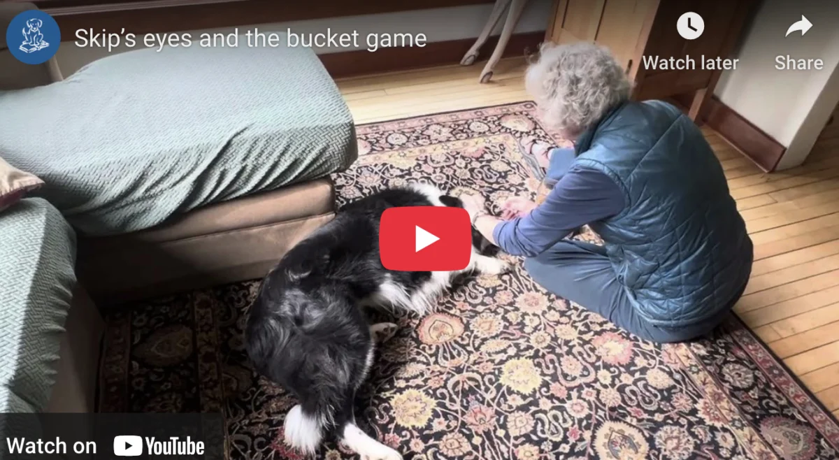 Empowering Our Pets: How the ‘Bucket Game’ is Transforming Veterinary Husbandry