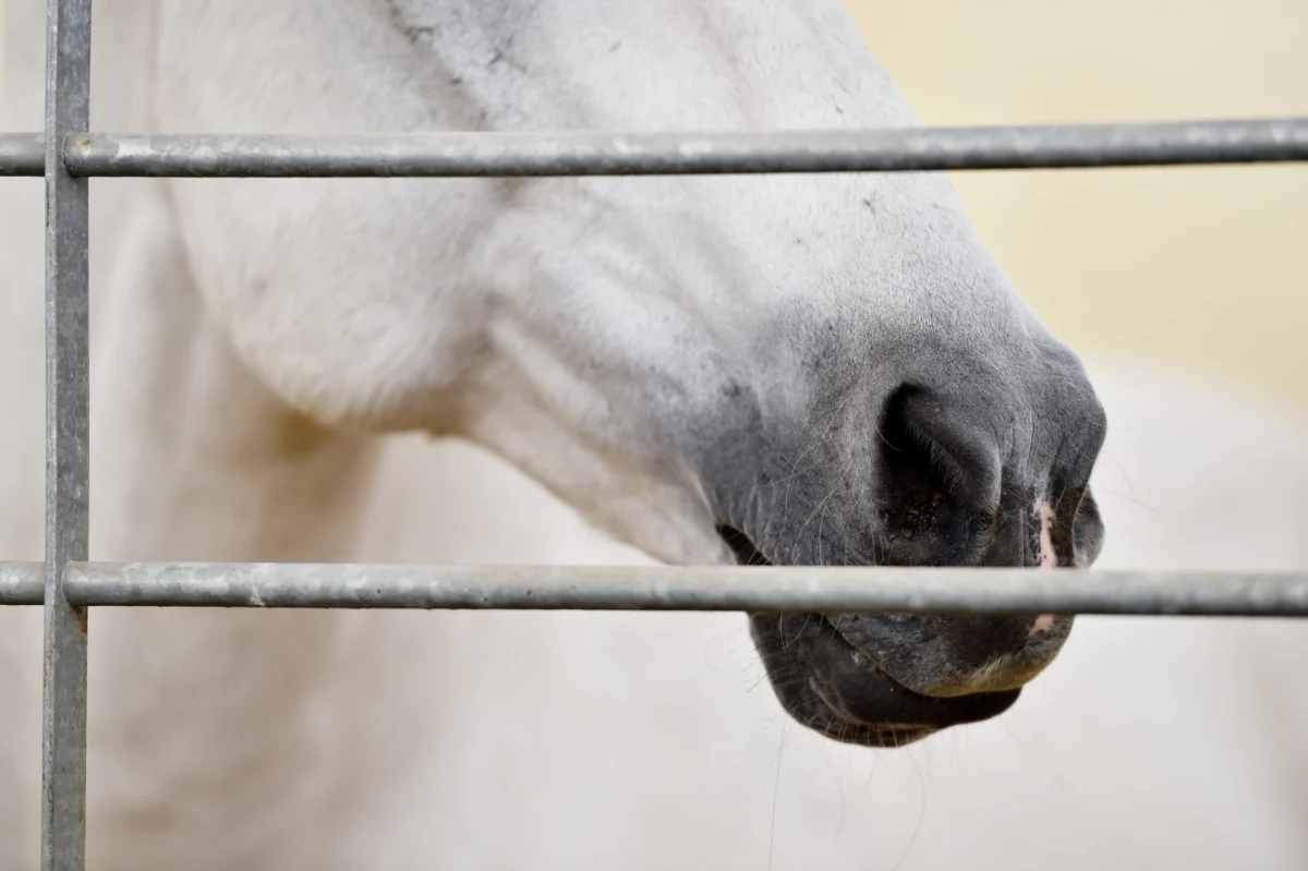 Equine Health Alert: Four Wisconsin Counties Report New Strangles Outbreaks