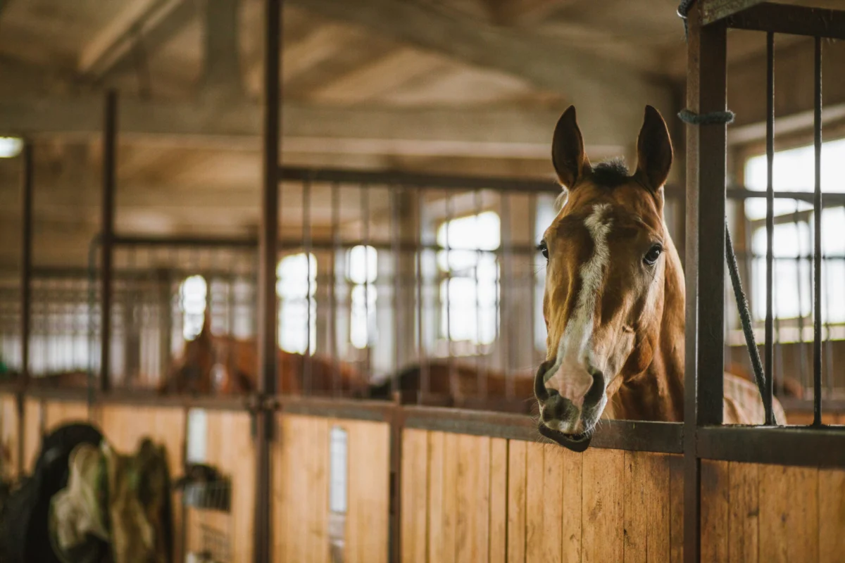 Equine Infectious Anemia Alert: Ten Confirmed Cases Across Four States Raise Biosecurity Concerns
