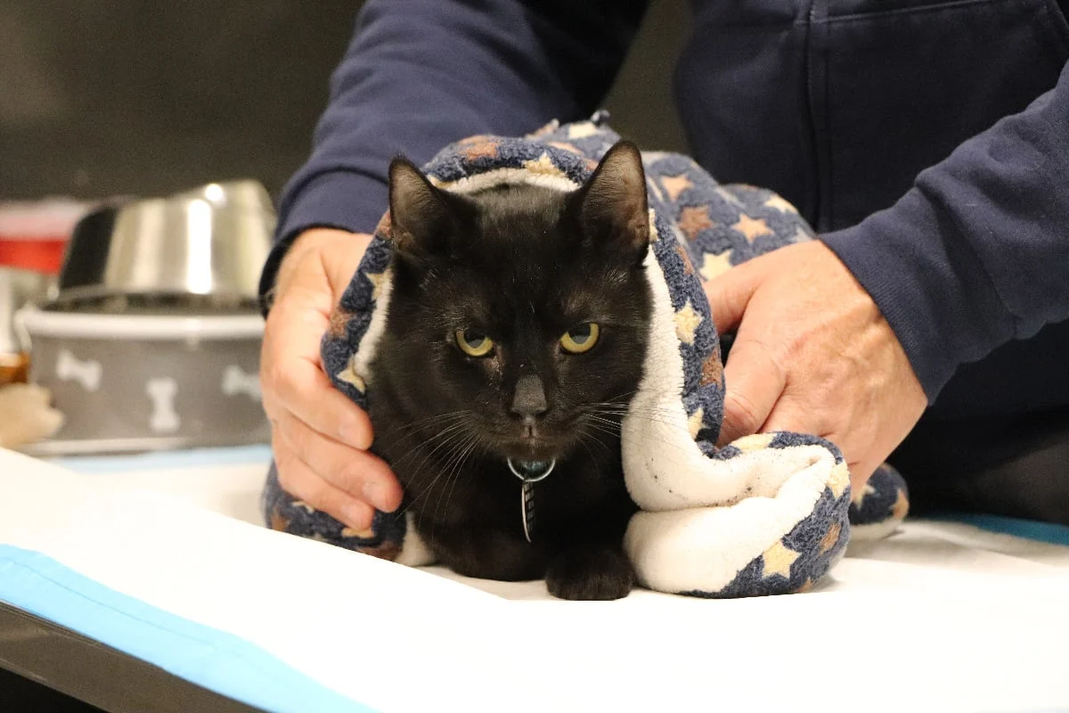 From Hoarding to Healing: The Extraordinary Rescue and Recovery of Orzo the Cat