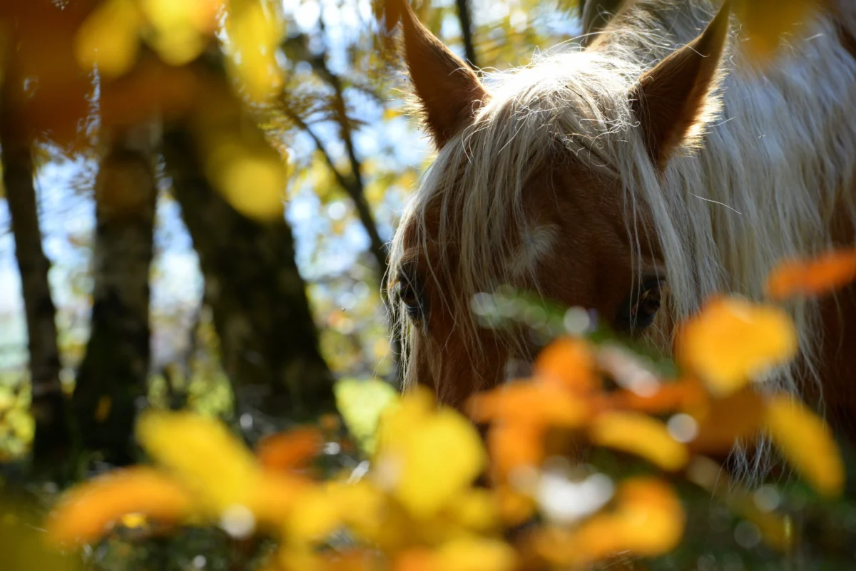 Health Alert: Vesicular Stomatitis Confirmed at Two Colorado Equine Premises