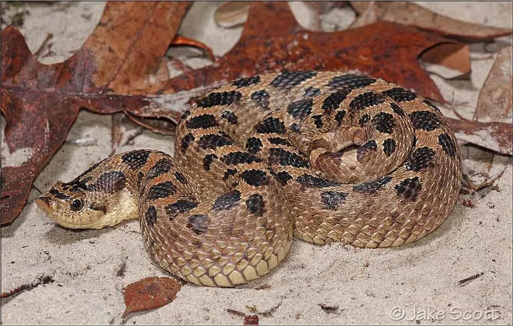 Legislative Shifts and Wildlife Protections: A Comprehensive Update on Animal Ordinances Across the U.S.
