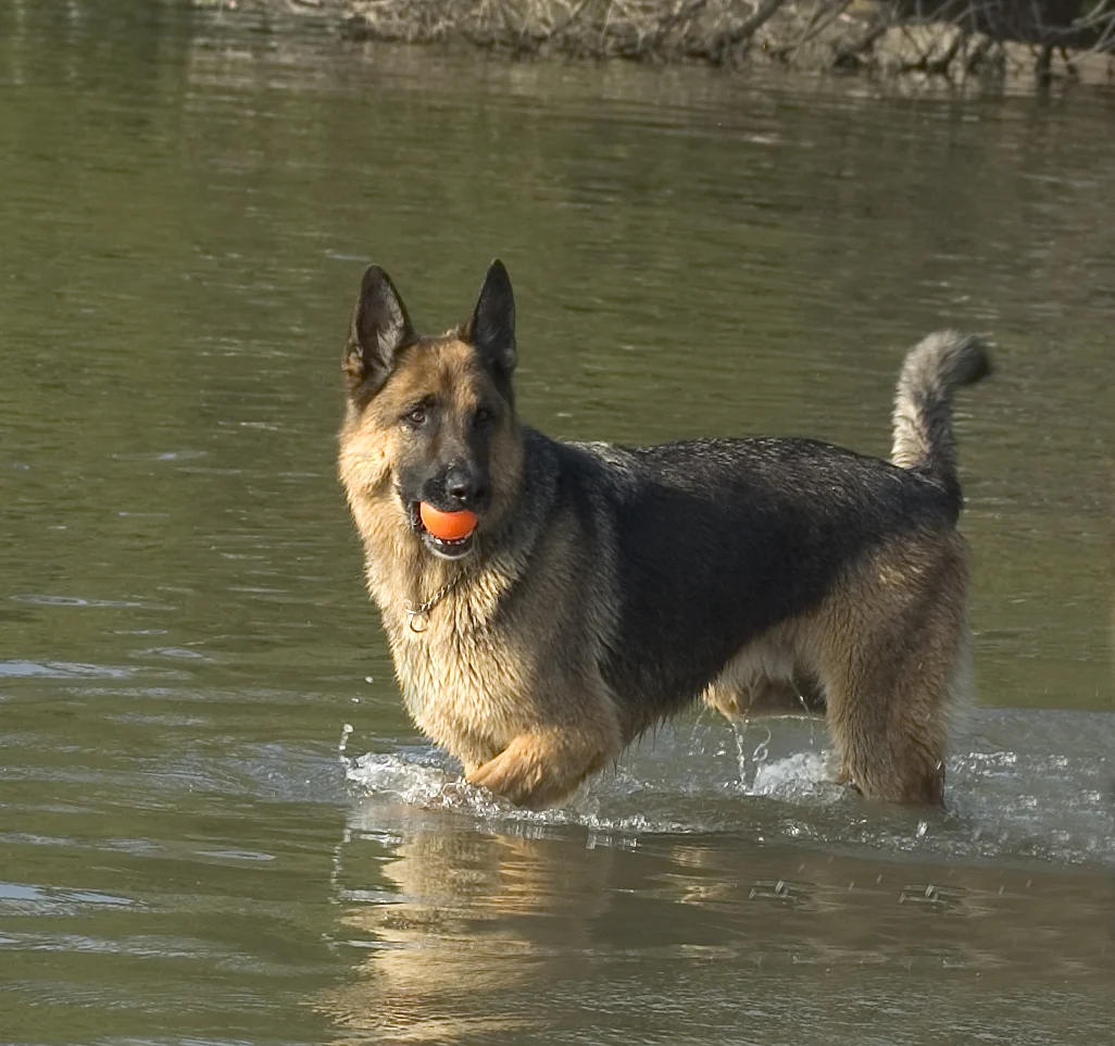 Making a Splash: A Comprehensive Guide to Teaching Your Dog to Swim Safely