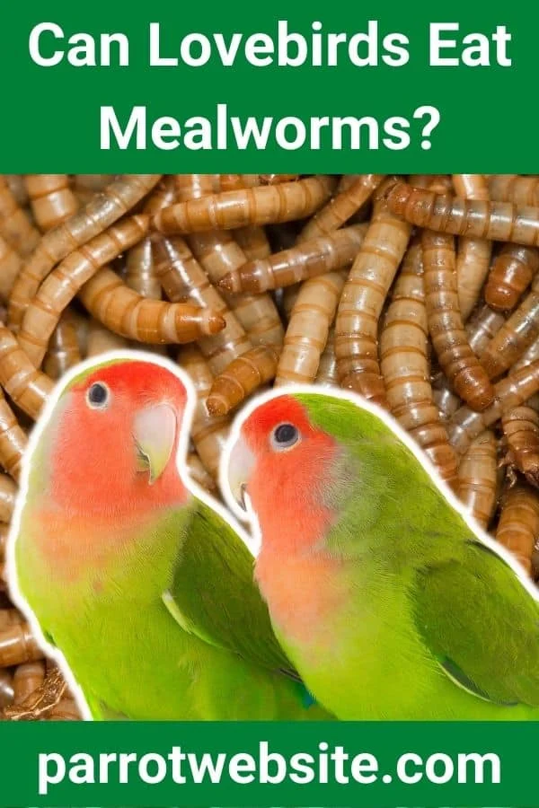 Nutritional Enrichment: The Role of Mealworms in a Lovebird’s Diet