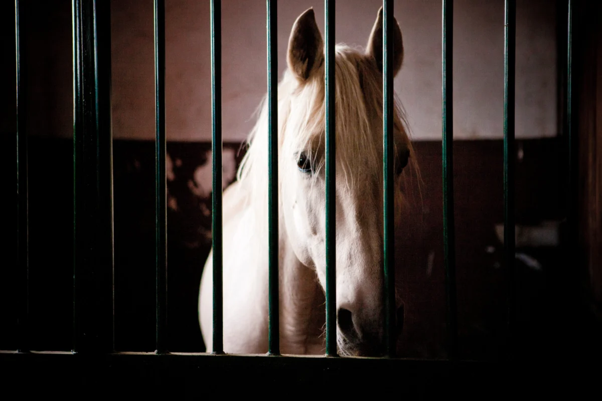 Ontario Equine Community on High Alert Following Fatal EHV-1 Case