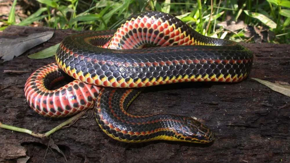 Seeking the Elusive: North Carolina Launches Urgent Conservation Effort for the Rare Rainbow Snake