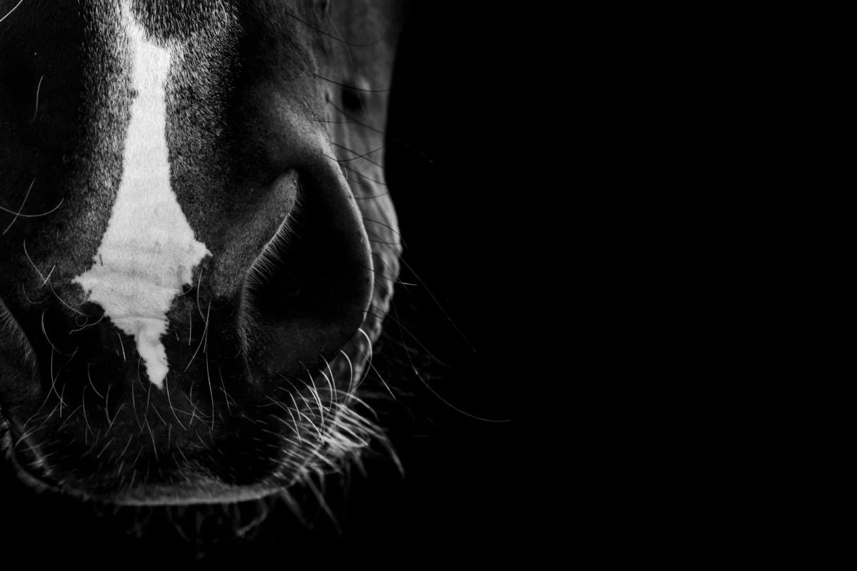 Strangles Outbreak Reported in Michigan: Understanding the Risks and Biosecurity Protocols