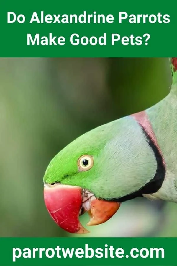 The Alexandrine Parrot: A Comprehensive Guide for Prospective Avian Owners