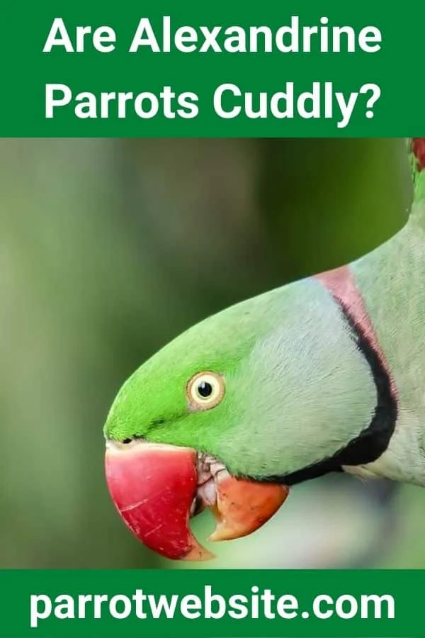 The Alexandrine Parrot: Navigating the Nuances of Avian Affection