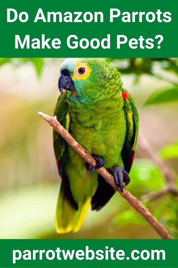 The Amazonian Companion: A Comprehensive Guide to Parrot Ownership