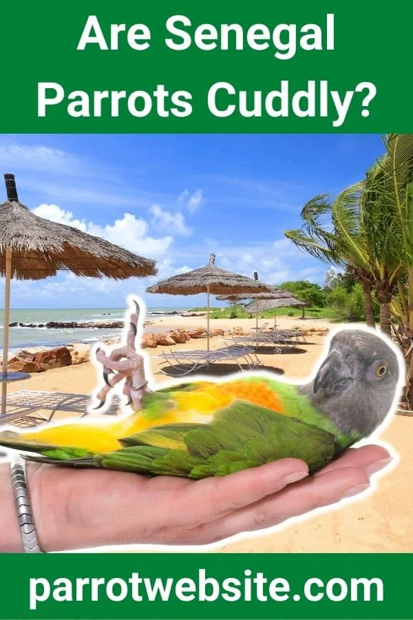 The Complex Social Life of the Senegal Parrot: Decoding Affection and Bonding
