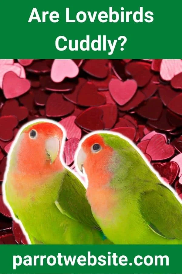 The Feathered Companion: Understanding the Complex Affection of Lovebirds