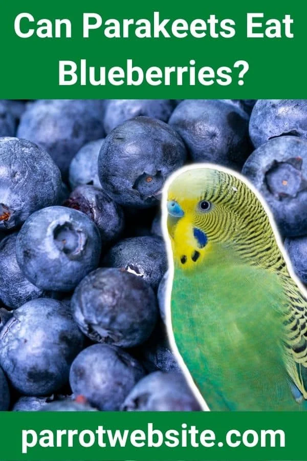 The Nutritional Profile of Blueberries: A Comprehensive Guide for Parakeet Owners