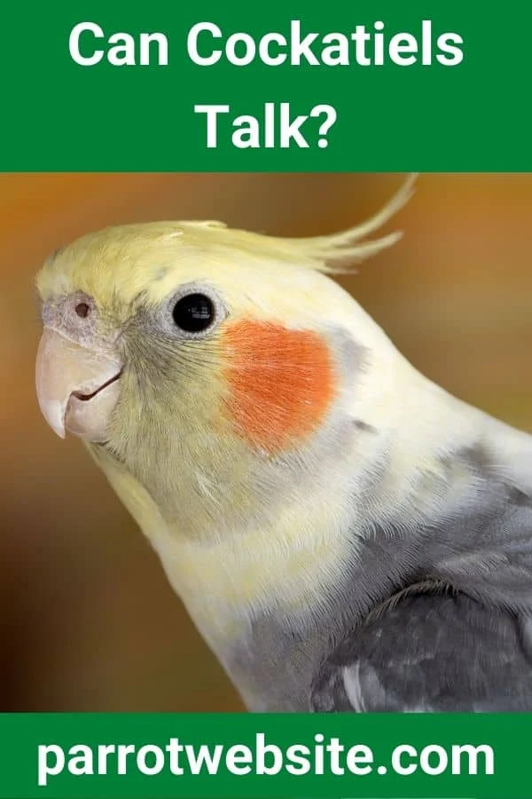 The Silent Companion: Understanding the Vocalization Habits of Cockatiels