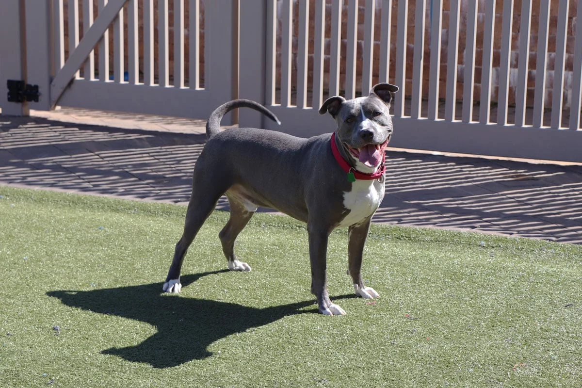The Unseen Bond: How Digital Advocacy Is Reshaping Pet Adoption and Redefining "Forever Homes"