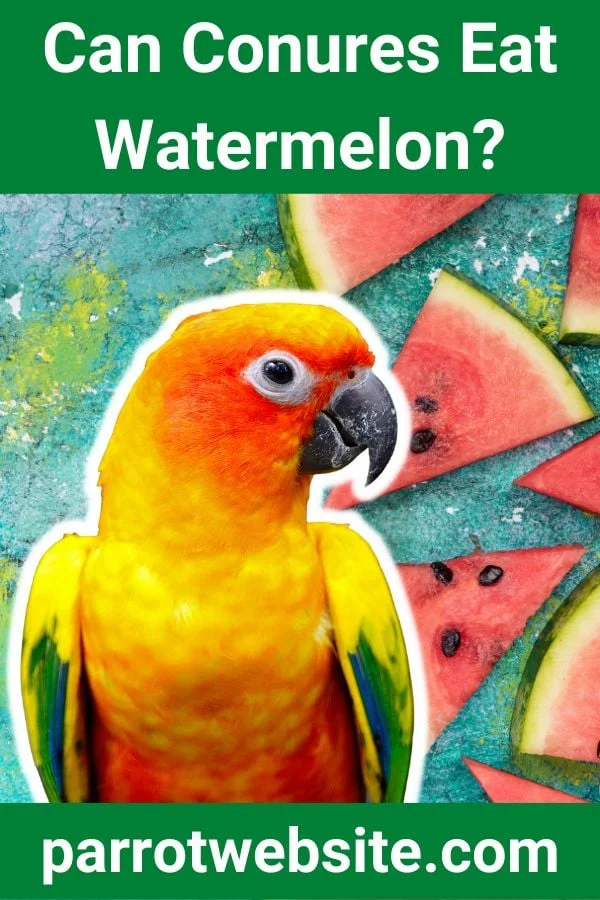 A Nutritional Deep Dive: Can Conures Safely Enjoy Watermelon?