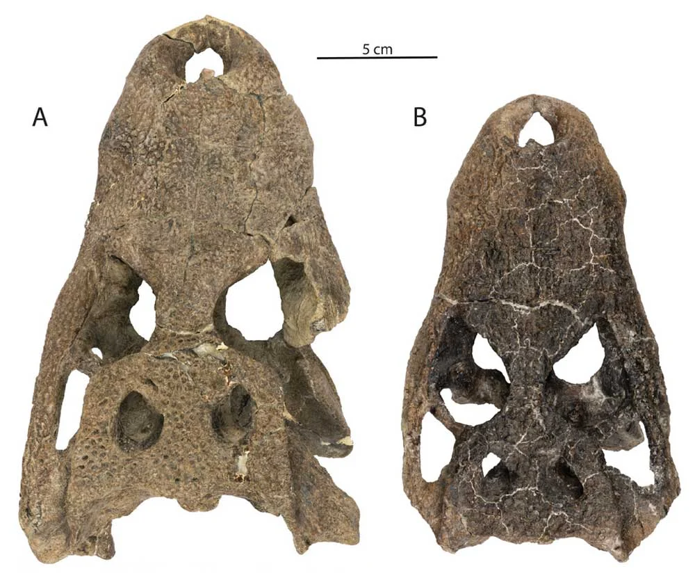 Ancient Predator Unearthed: Newly Discovered Fossil Reveals the Oldest Known Alligatorine in the Americas