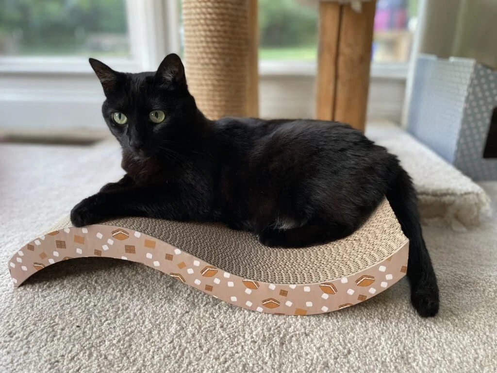 Beyond the Myth of Independence: A Comprehensive Guide to Training Your New Cat