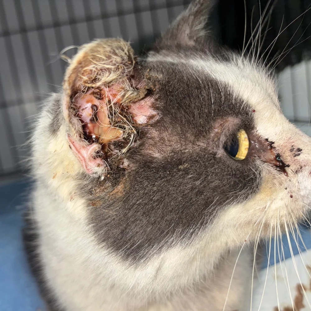 Beyond the Nine Lives: Inside the Frontline Fight for Feline Welfare in Upstate New York
