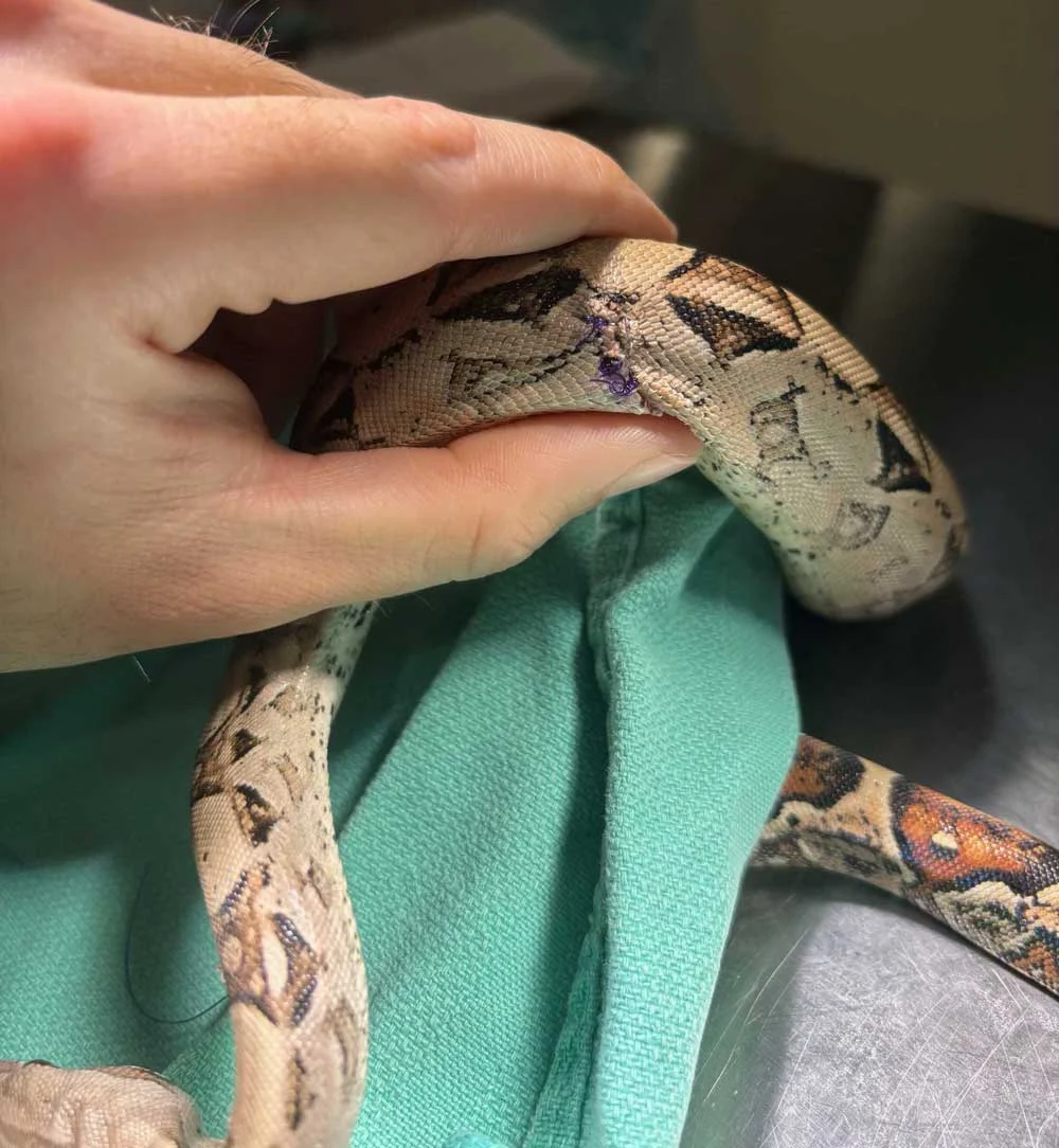 Beyond the Scales: A Comprehensive Veterinary Overview of Reptile Dermatologic Health