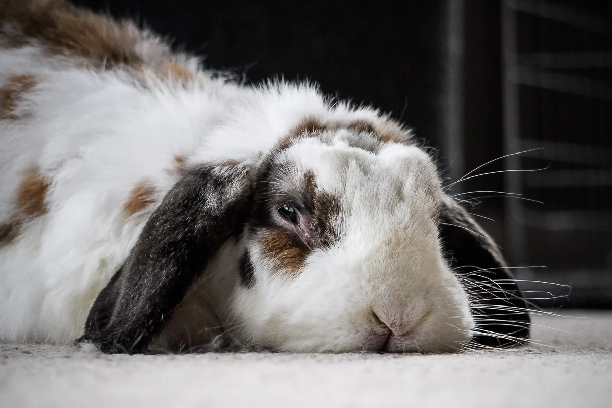Comprehensive Guide to Gastrointestinal Stasis in Rabbits: Understanding, Prevention, and Advanced Veterinary Care