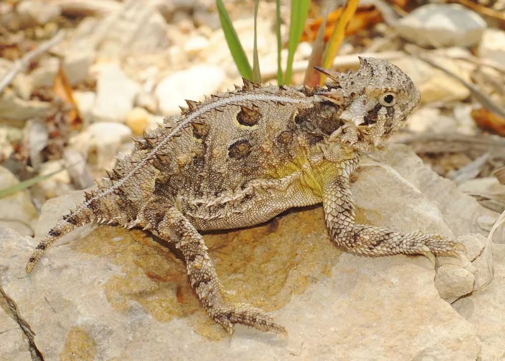 Conservation Milestone: Caldwell Zoo Successfully Hatches 64 Texas Horned Lizards in 2026