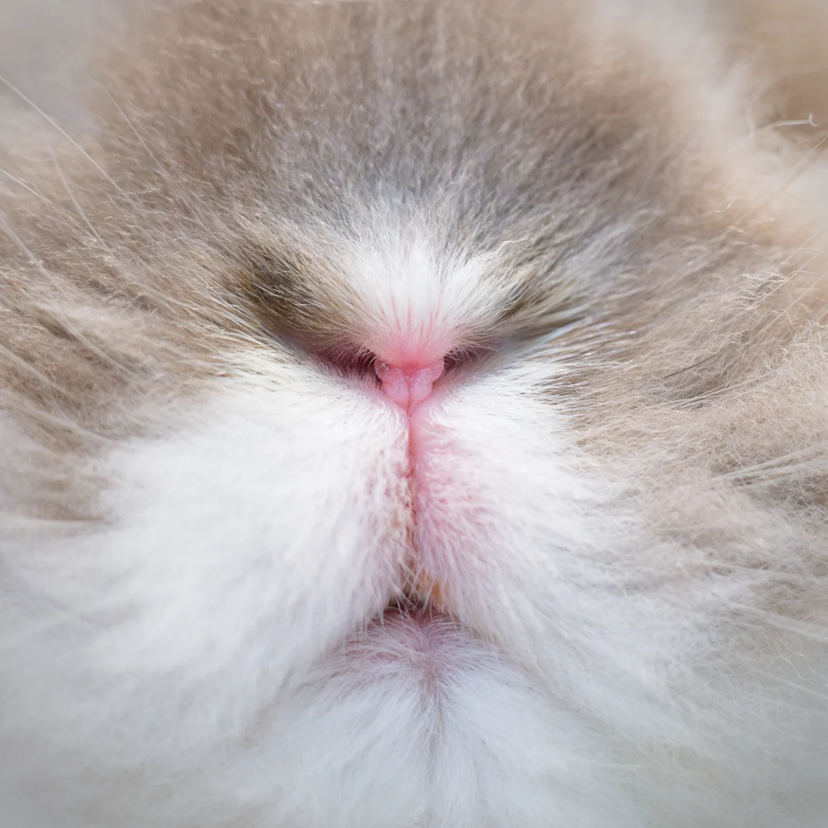 Decoding the Rabbit Diet: A Comprehensive Guide to Optimal Nutrition and Feeding Proportions