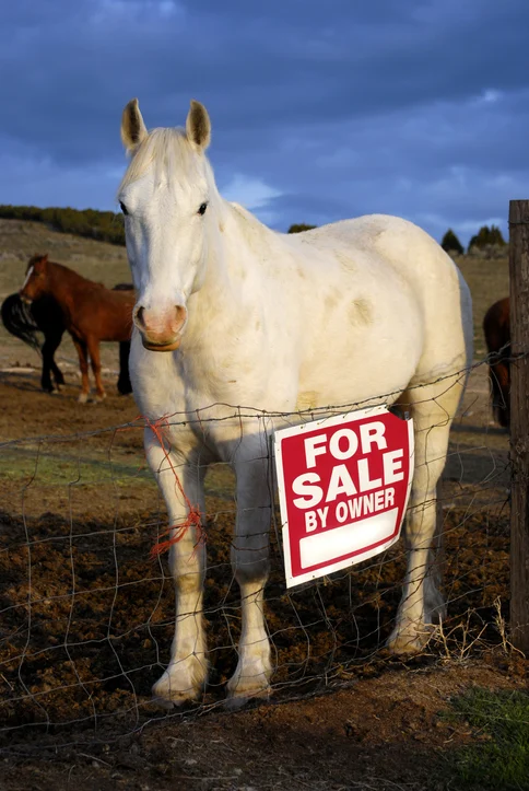 Don’t Get Taken for a Ride: American Horse Council Launches Free Webinar to Combat Rising Digital Equine Fraud