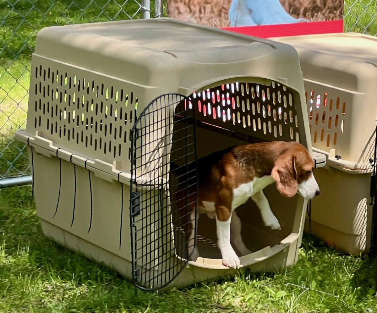 Finding Grace Amidst Crisis: A Reflection on Nature, Trauma, and the Ridglan Beagle Rescue