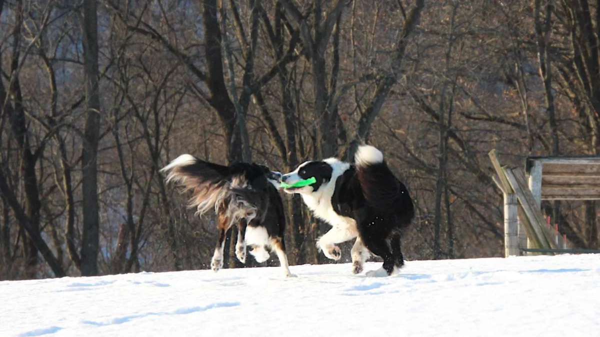 Navigating Life’s Hurdles: From Canine Behavioral Dynamics to Authorial Resilience