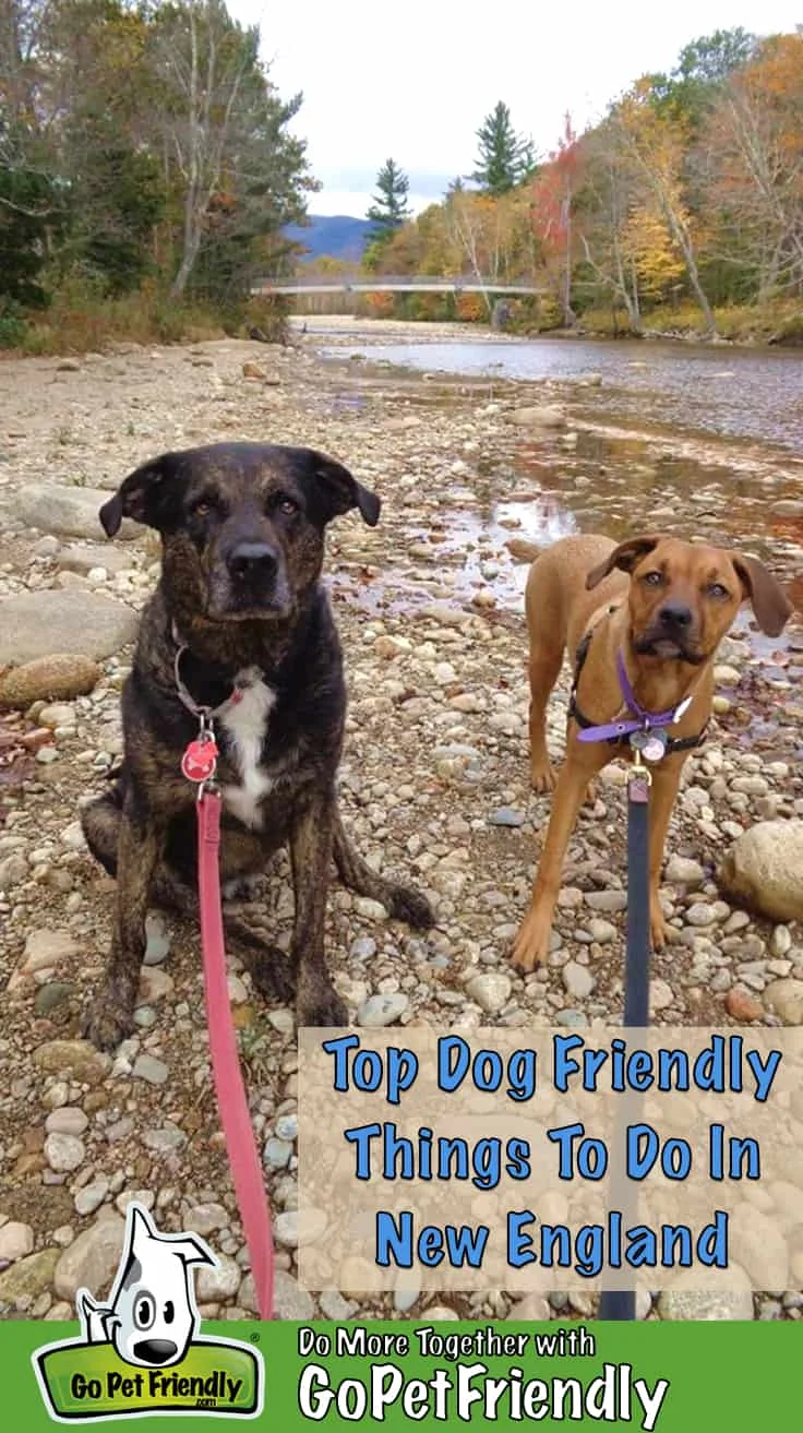 Paws and Panoramas: The Ultimate Journalistic Guide to Exploring Pet-Friendly New England