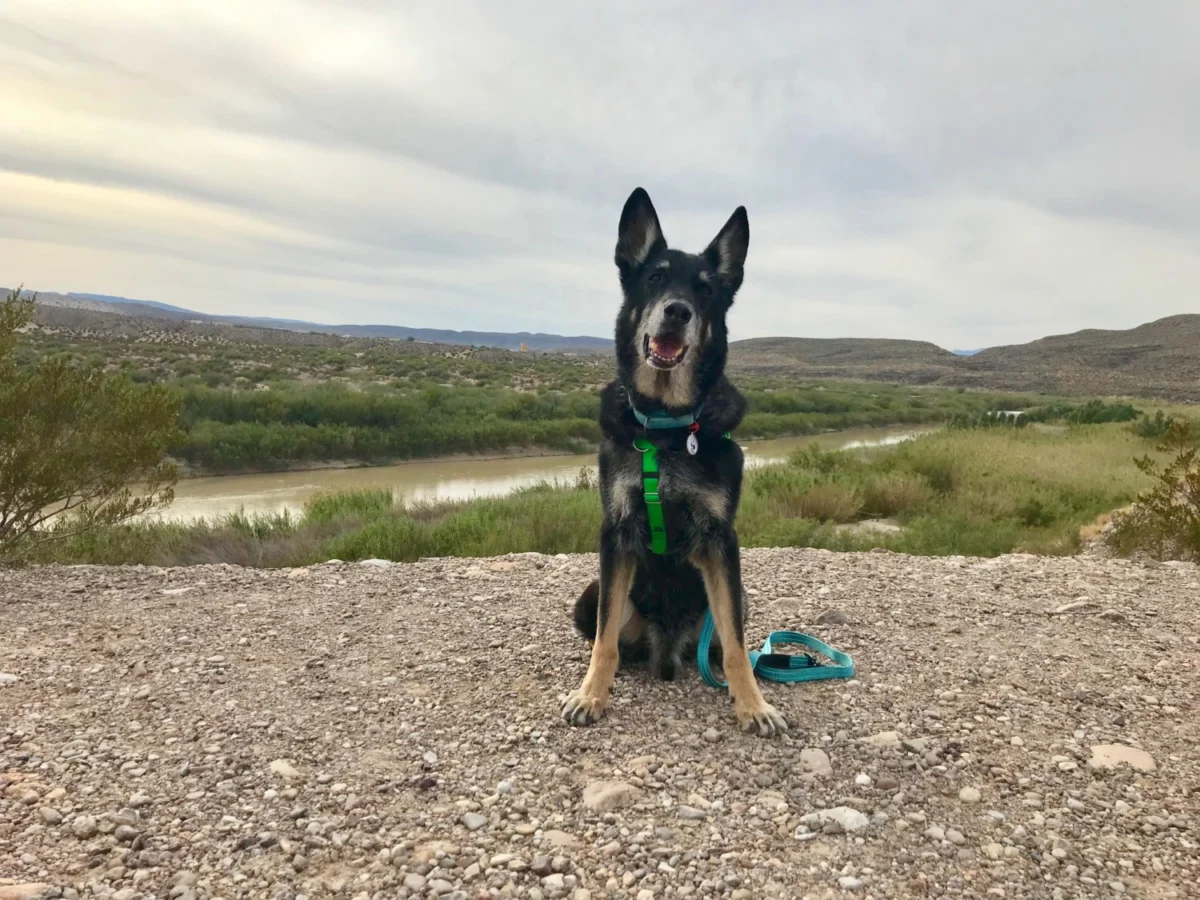 Paws Off the Beaten Path: The Definitive Guide to Crowd-Free, Pet-Friendly Travel Destinations in North America
