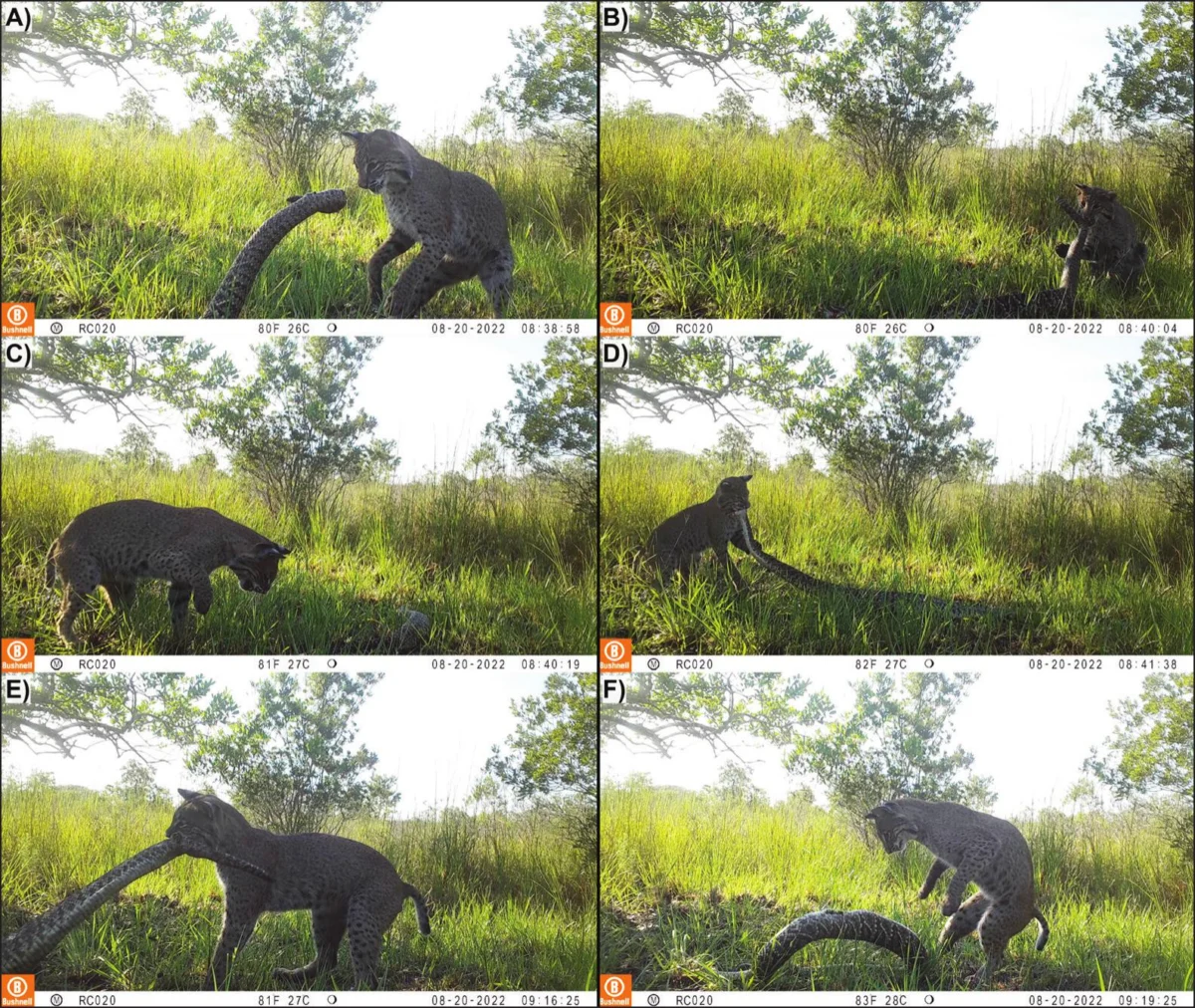 Rare Camera-Trap Footage Captures Calculated Predatory Assault by a Bobcat on an Adult Eastern Diamondback Rattlesnake