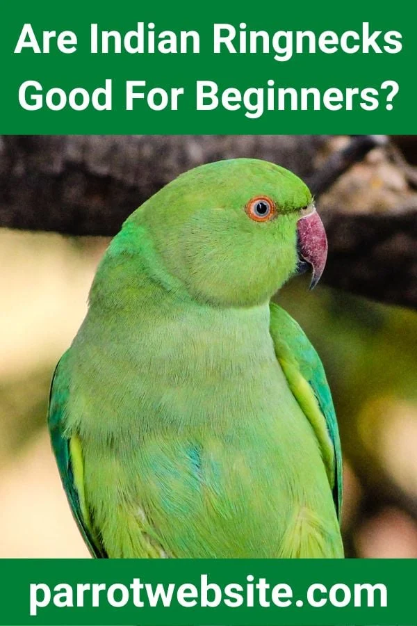The Complex Reality of Keeping an Indian Ringneck: Why Experience Matters
