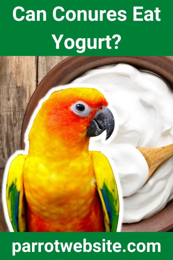 The Dairy Dilemma: Why Yogurt Is a Dangerous Choice for Your Conure